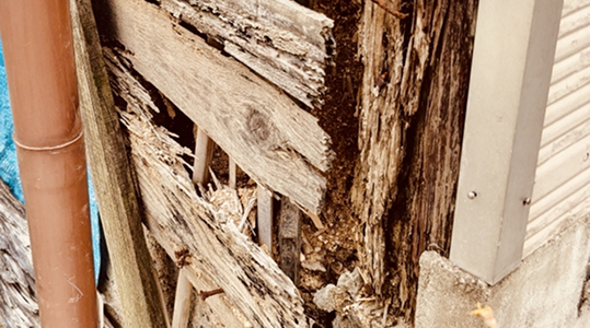 シロアリ被害